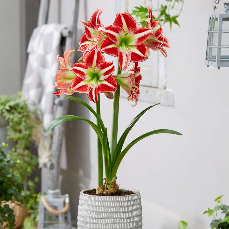 Amaryllis 'Ocean Drive'
